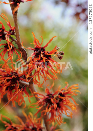 金縷梅花 金縷梅花 137275038