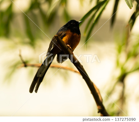 White-rumped shama rainforest portrait photography close up White-rumped shama rainforest portrait photography close up 137275090