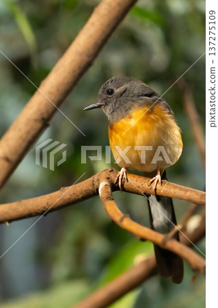 White-rumped shama rainforest portrait photography close up White-rumped shama rainforest portrait photography close up 137275109
