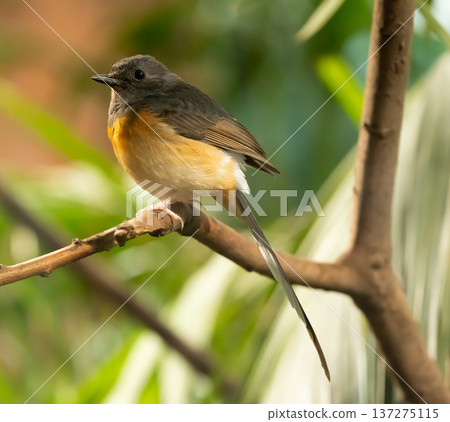 White-rumped shama thrush sitting on branch White-rumped shama thrush sitting on branch 137275115
