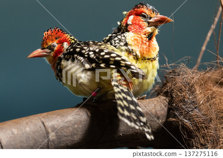Red and yellow barbet sits on dry tree 137275116