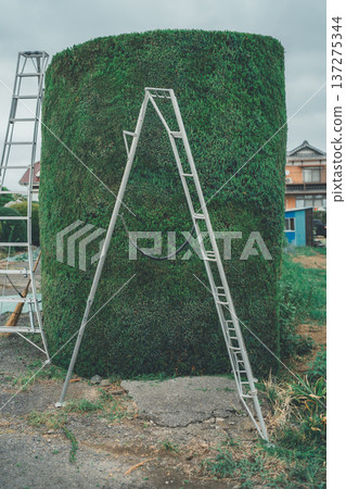 修剪 花園 院子 137275344