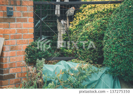 pruning, master gardener, gents 137275350