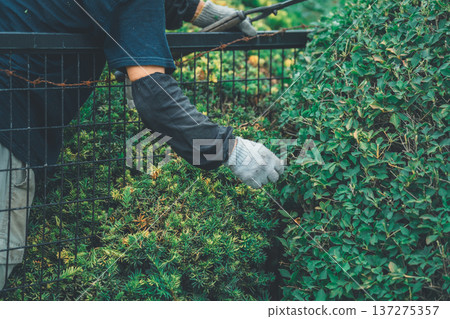 pruning, master gardener, gents 137275357