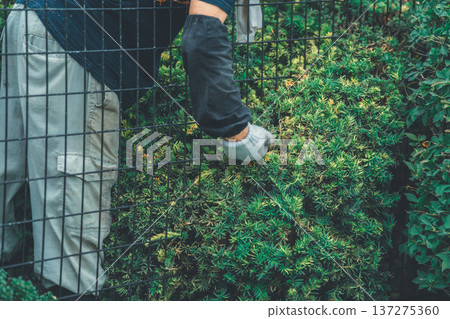pruning, gents, male 137275360