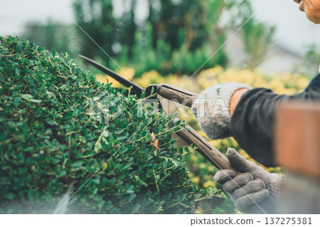 pruning, gents, male 137275381