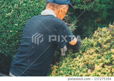 pruning, gents, male 137275394
