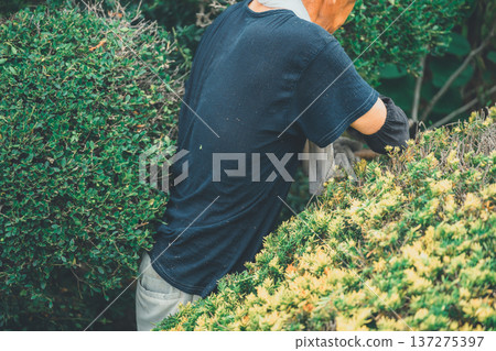 修剪 園藝 男人 137275397