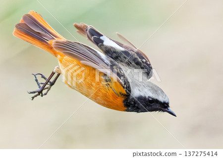A male Daurian redstart swoops down A male Daurian redstart swoops down 137275414
