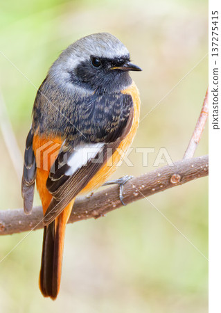 Male Daurian Redstart in early spring, vertical position Male Daurian Redstart in early spring, vertical position 137275415
