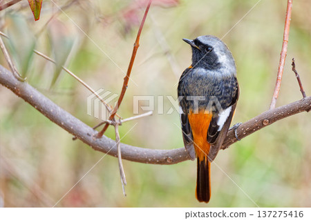 Male Daurian Redstart in early spring Male Daurian Redstart in early spring 137275416