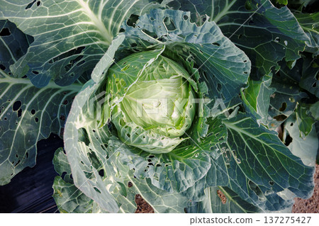 Cultivation of cabbage 137275427