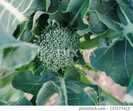 Cultivation of broccoli 137275428
