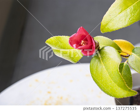 深紅色的侘助花在冬日的天空中莊嚴綻放，象徵日本精神。 137275535