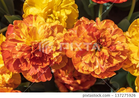 Double Tulip Blooms in Vivid Orange and Yellow Hues A Botanical Garden Delight Double Tulip Blooms in Vivid Orange and Yellow Hues A Botanical Garden Delight 137275926
