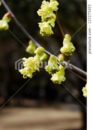 Corylopsis spicum flower 137275955
