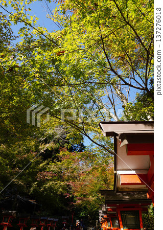 Scenery of the approach to Kurama Temple lined with vermilion lanterns 137276018