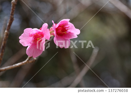 Kanhisakura花 137276038