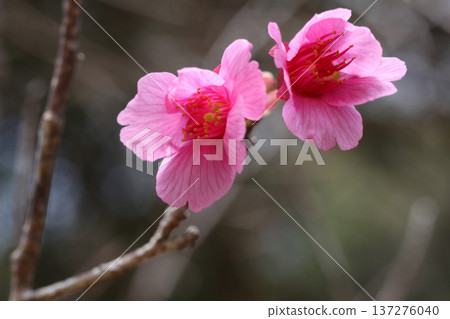 Kanhisakura花 137276040