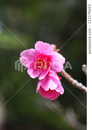 Kanhisakura flowers Kanhisakura flowers 137276053