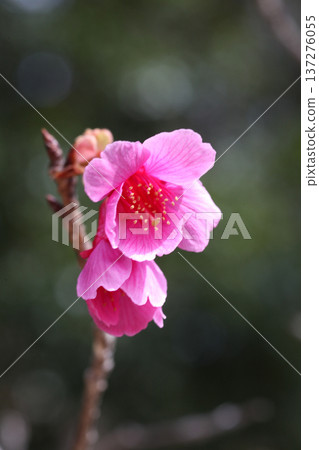 Kanhisakura flowers Kanhisakura flowers 137276055
