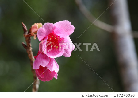 Kanhisakura花 Kanhisakura花 137276056