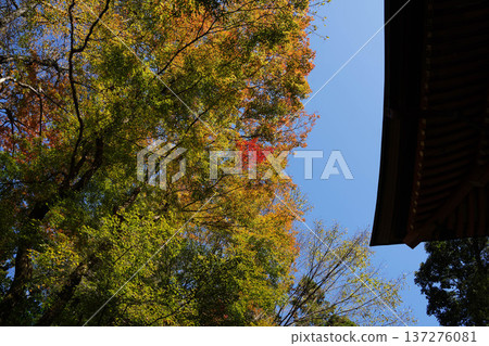 Autumn leaves in the grounds of Kurama Temple Autumn leaves in the grounds of Kurama Temple 137276081