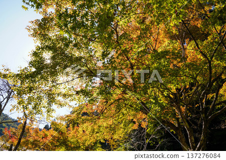Autumn leaves in the grounds of Kurama Temple Autumn leaves in the grounds of Kurama Temple 137276084