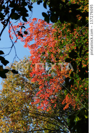 Autumn leaves in the grounds of Kurama Temple Autumn leaves in the grounds of Kurama Temple 137276095