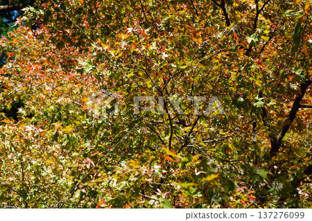 Autumn leaves in the grounds of Kurama Temple Autumn leaves in the grounds of Kurama Temple 137276099