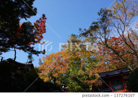 Autumn leaves in the grounds of Kurama Temple Autumn leaves in the grounds of Kurama Temple 137276107