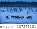 A flock of female deer 137276161