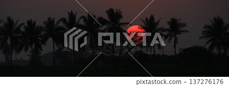 Outlines of coco palms and big orange sun at sunset, Basapur, India. 137276176