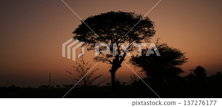 Golden sky over silhoetttes of trees at sunset in Basapur, India. Golden sky over silhoetttes of trees at sunset in Basapur, India. 137276177