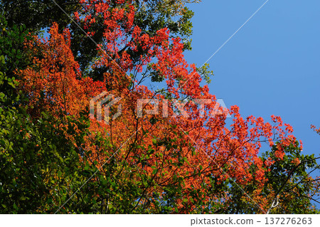 Autumn leaves in the grounds of Kurama Temple Autumn leaves in the grounds of Kurama Temple 137276263
