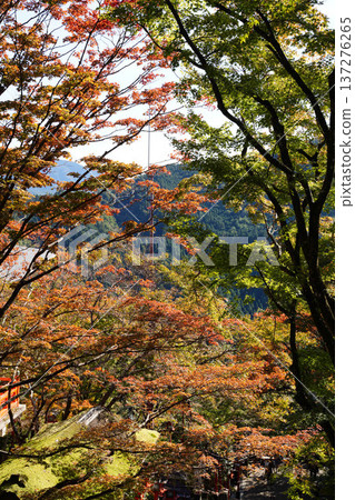 鞍馬寺內的秋葉 鞍馬寺內的秋葉 137276265