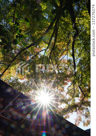 Autumn leaves in the grounds of Kurama Temple Autumn leaves in the grounds of Kurama Temple 137276274
