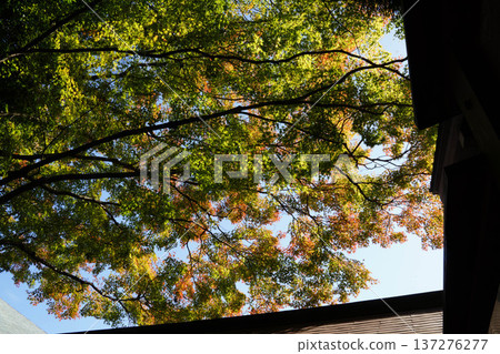 Autumn leaves in the grounds of Kurama Temple Autumn leaves in the grounds of Kurama Temple 137276277