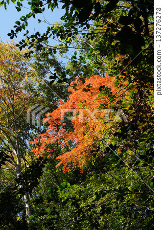 Autumn leaves in the grounds of Kurama Temple Autumn leaves in the grounds of Kurama Temple 137276278