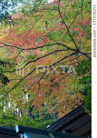 Autumn leaves in Kifune, Kyoto Autumn leaves in Kifune, Kyoto 137276355