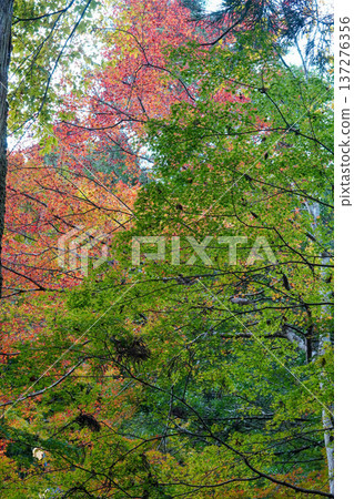 京都貴船的秋葉 137276356