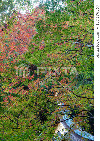 Autumn leaves in Kifune, Kyoto Autumn leaves in Kifune, Kyoto 137276357