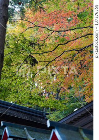 Autumn leaves in Kifune, Kyoto Autumn leaves in Kifune, Kyoto 137276359