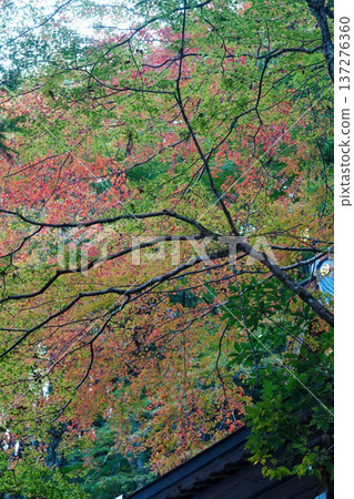Autumn leaves in Kifune, Kyoto Autumn leaves in Kifune, Kyoto 137276360