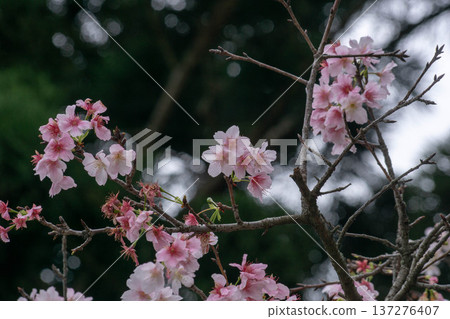 櫻花 櫻花 137276407