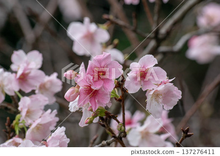 櫻花 櫻花 137276411