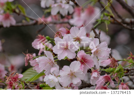 Cherry blossoms Cherry blossoms 137276415