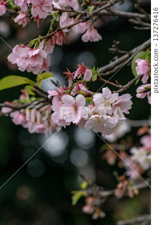 Cherry blossoms Cherry blossoms 137276416