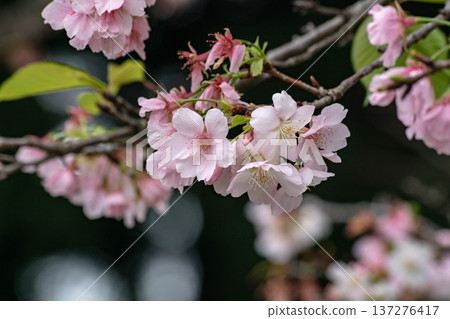 Cherry blossoms Cherry blossoms 137276417