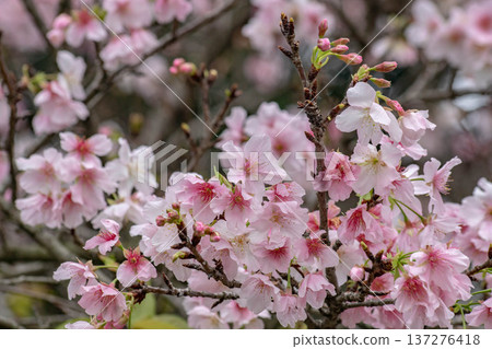 櫻花 櫻花 137276418
